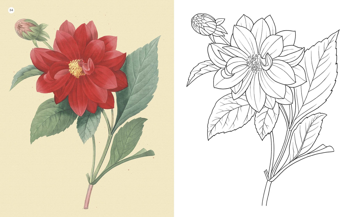 Coloring Beautiful Flowers