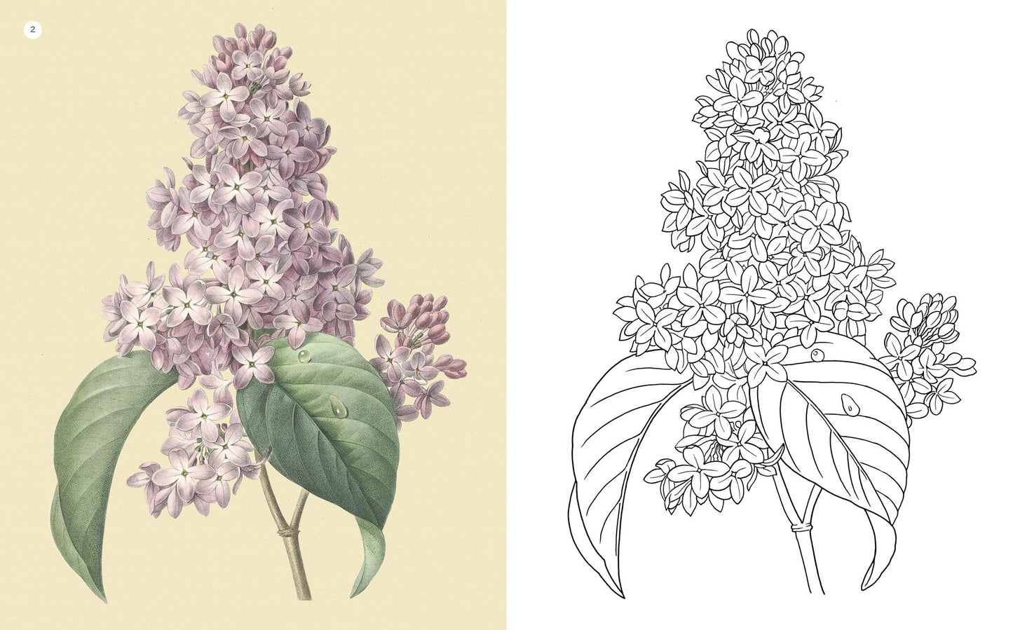 Coloring Beautiful Flowers