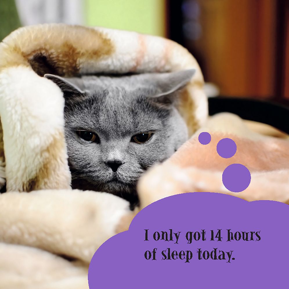 First World Cat Problems: What Am I Doing with My Lives?