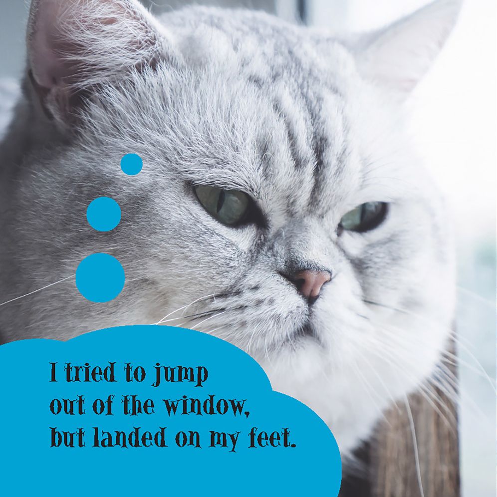 First World Cat Problems: What Am I Doing with My Lives?