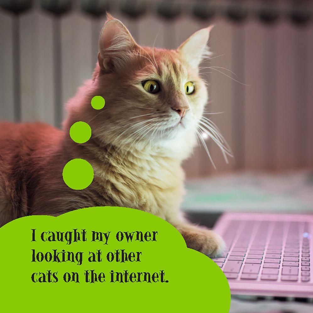 First World Cat Problems: What Am I Doing with My Lives?