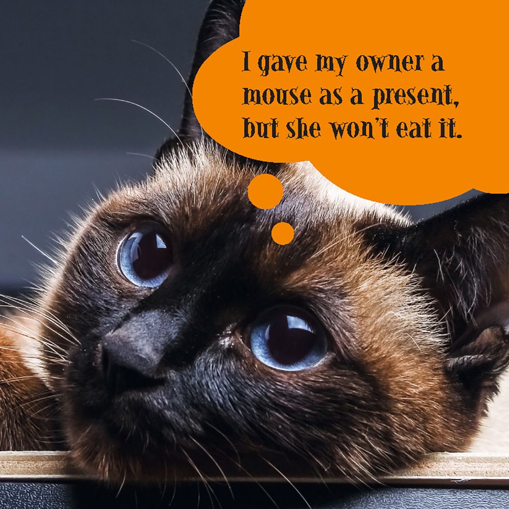 First World Cat Problems: What Am I Doing with My Lives?