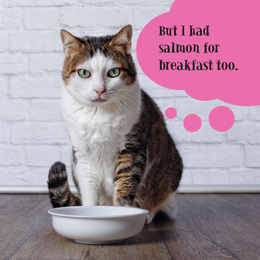 First World Cat Problems: What Am I Doing with My Lives?