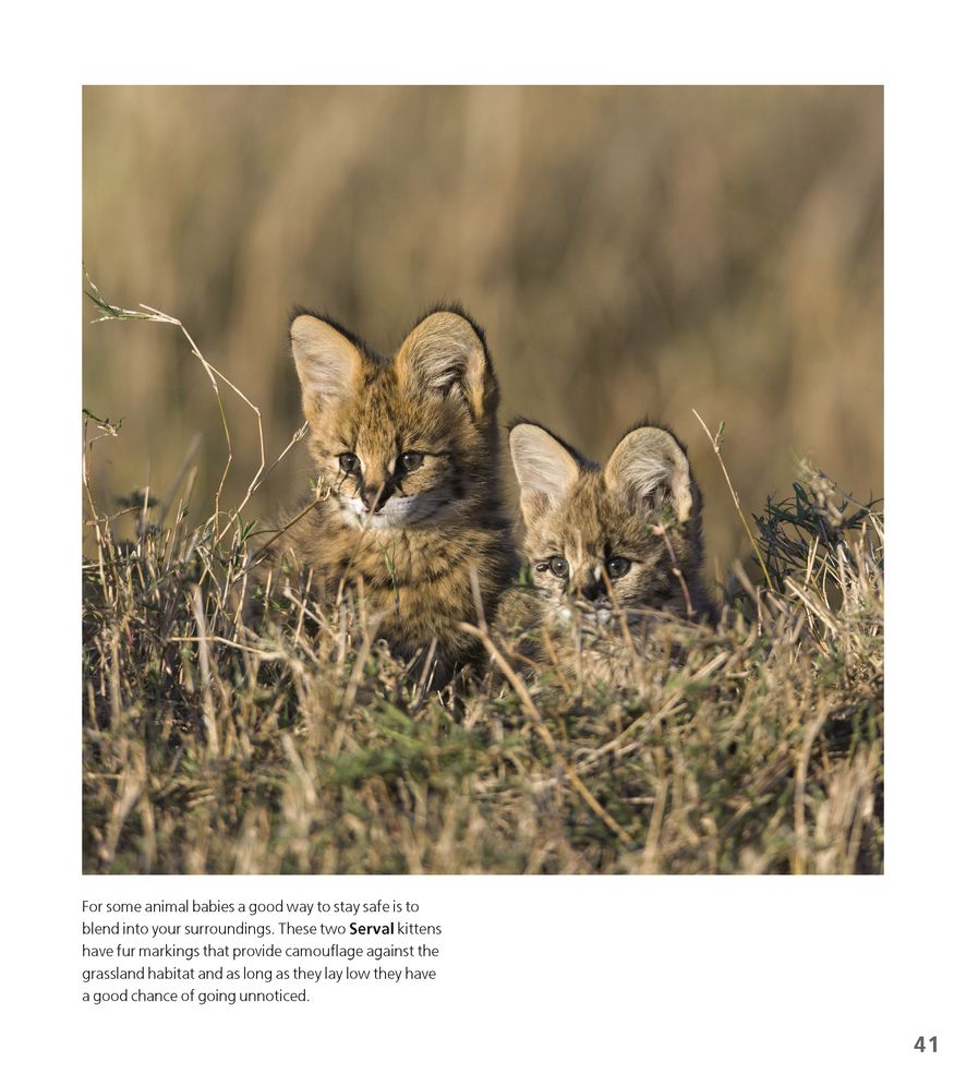 Animal Babies