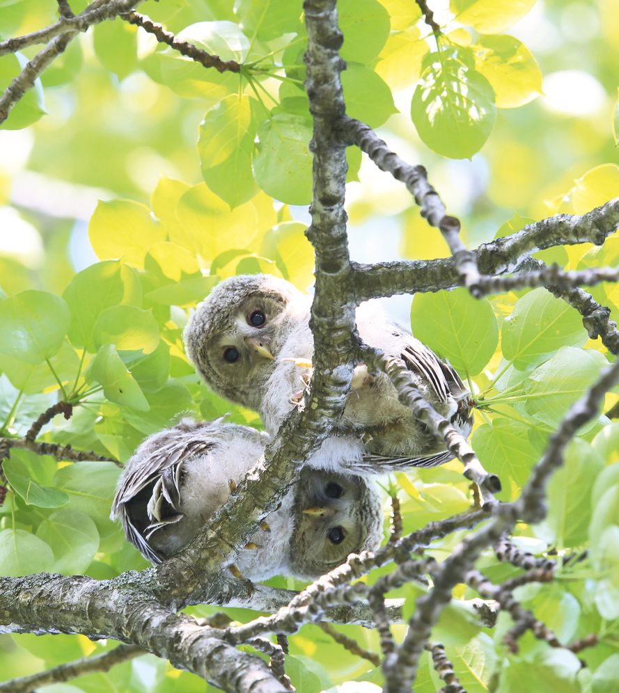 Animal Babies