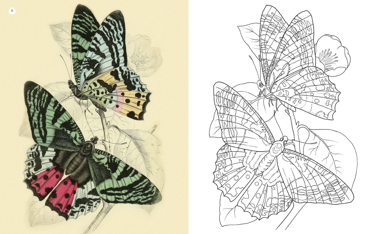 The Beauties of Nature Coloring Book