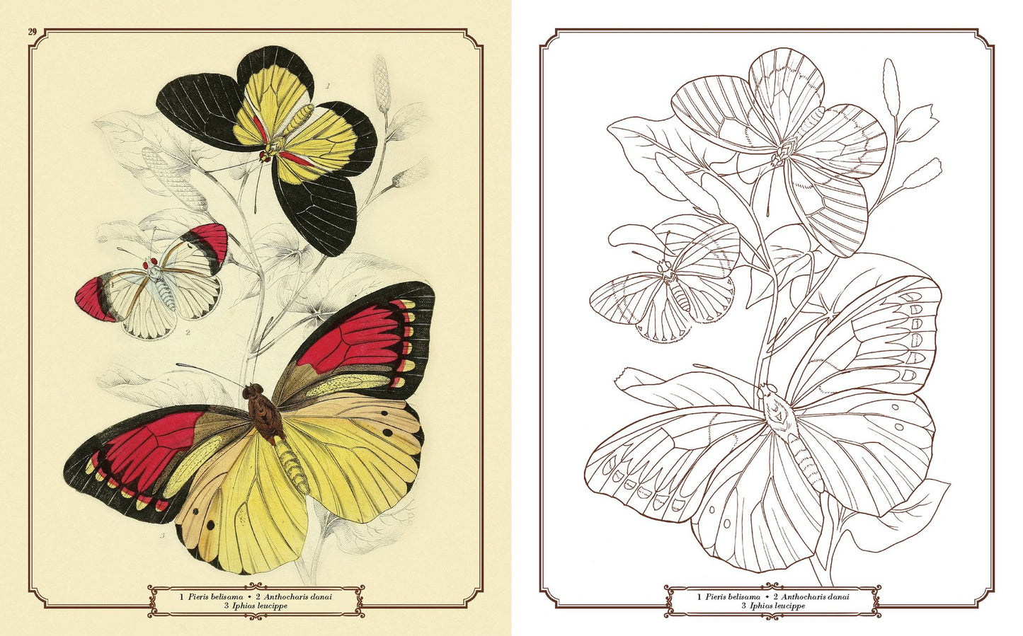 The Beauties of Nature Coloring Book
