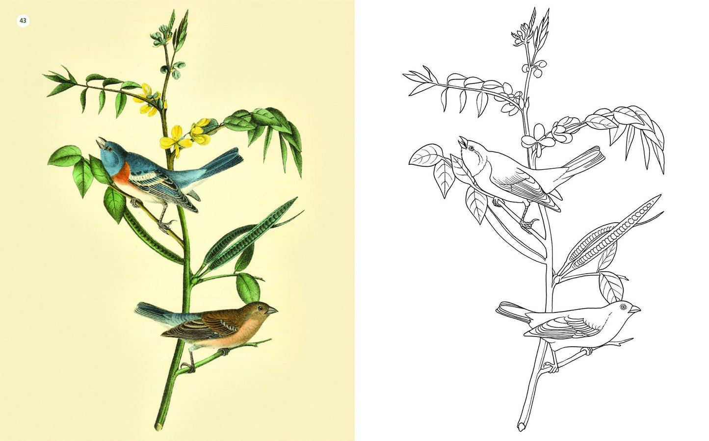 The Beauties of Nature Coloring Book