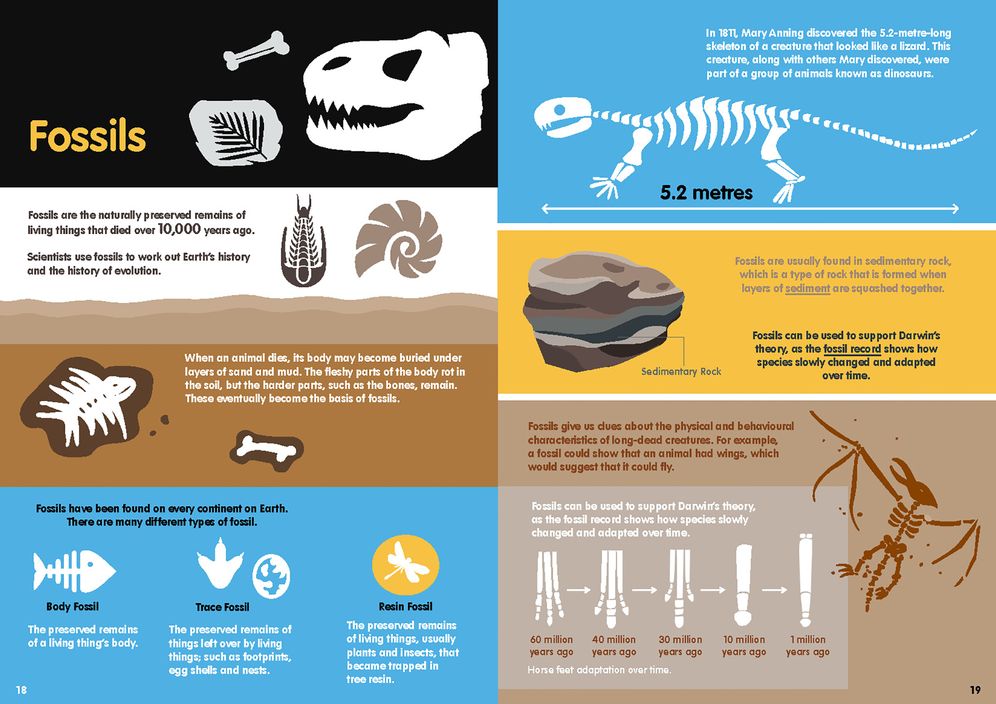 Evolution Infographics