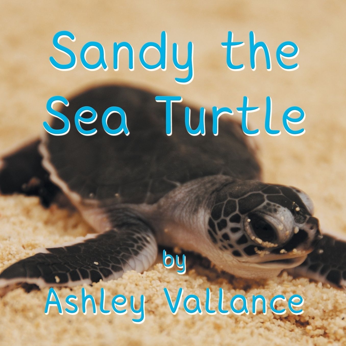Sandy the Sea Turtle