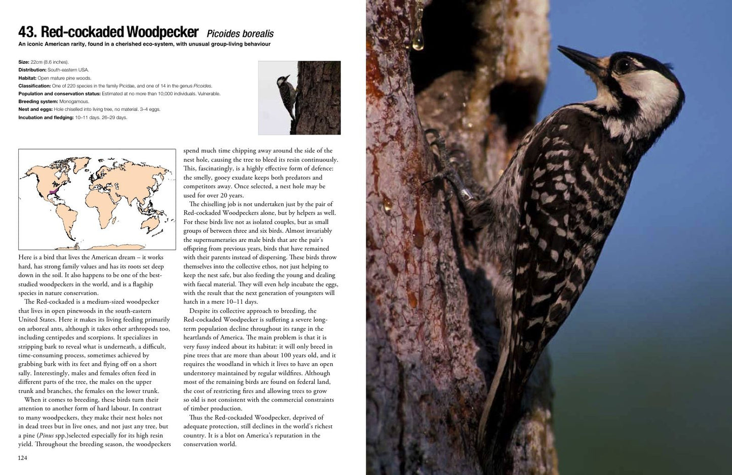 100 Birds to See in Your Lifetime: The Ultimate Wish-List for Birders Everywhere