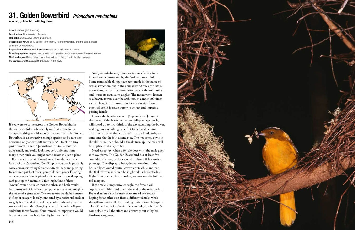 100 Birds to See in Your Lifetime: The Ultimate Wish-List for Birders Everywhere
