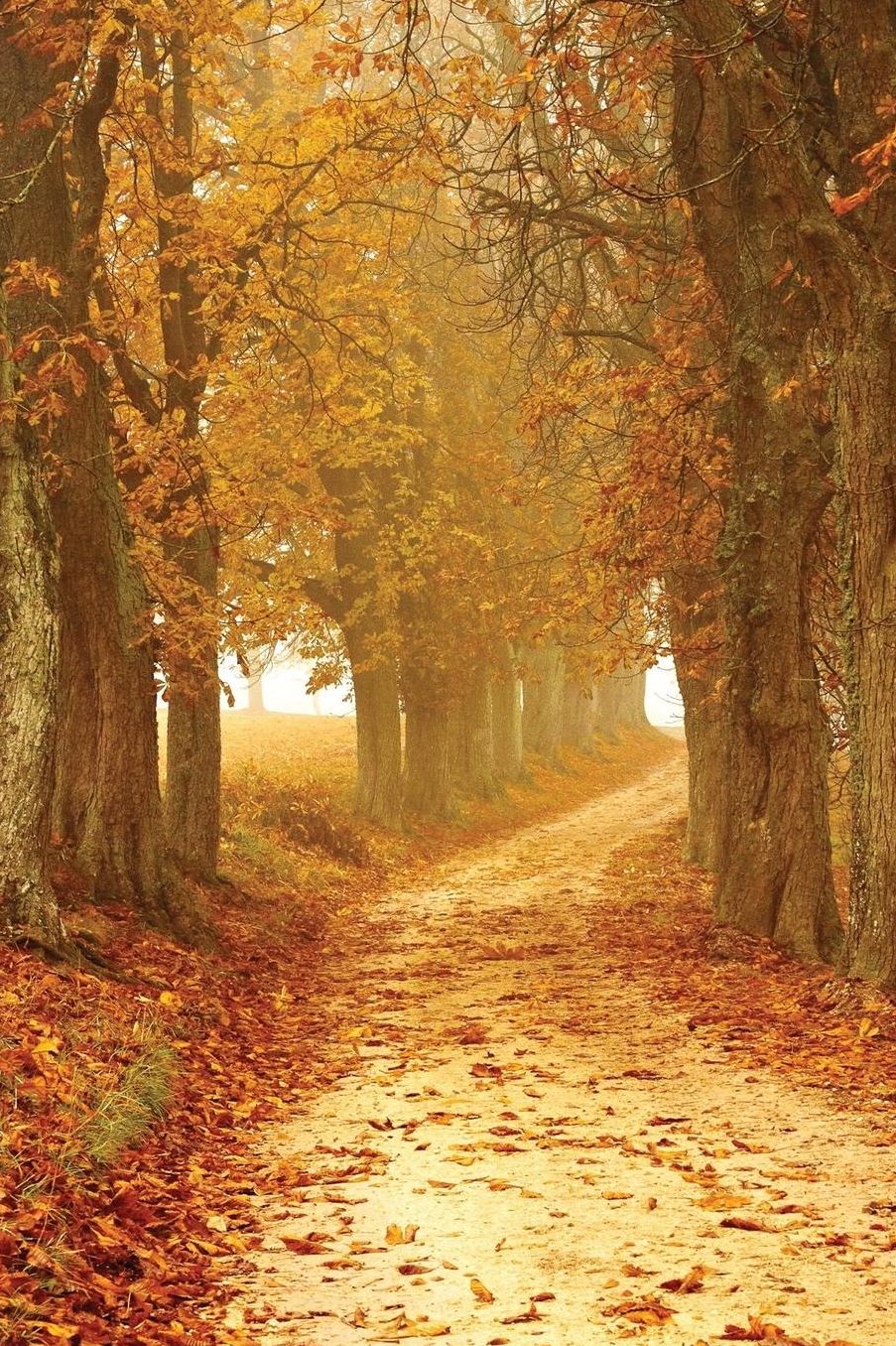 Autumn Trees Notebook