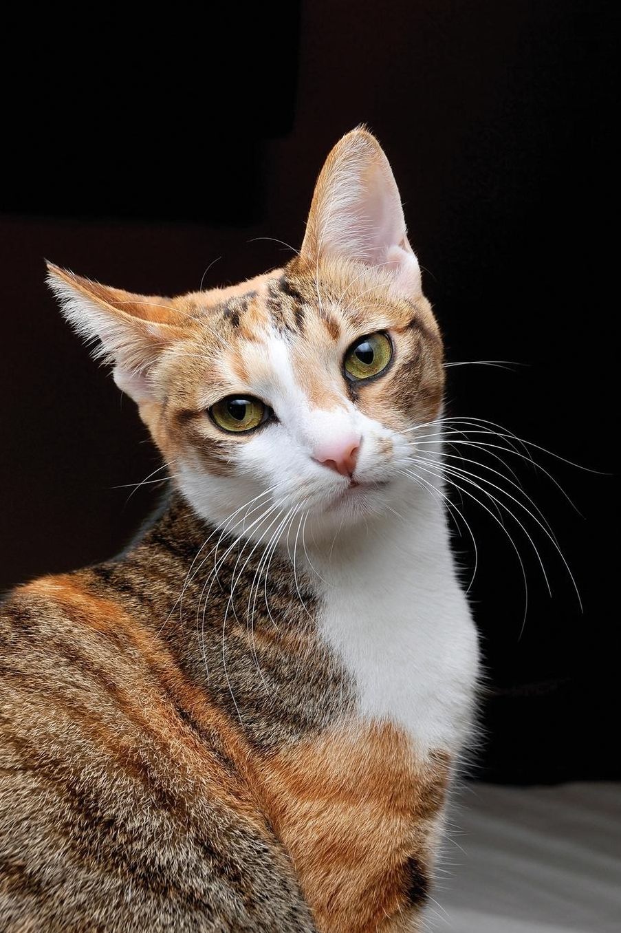 Notebook - Confused Cat