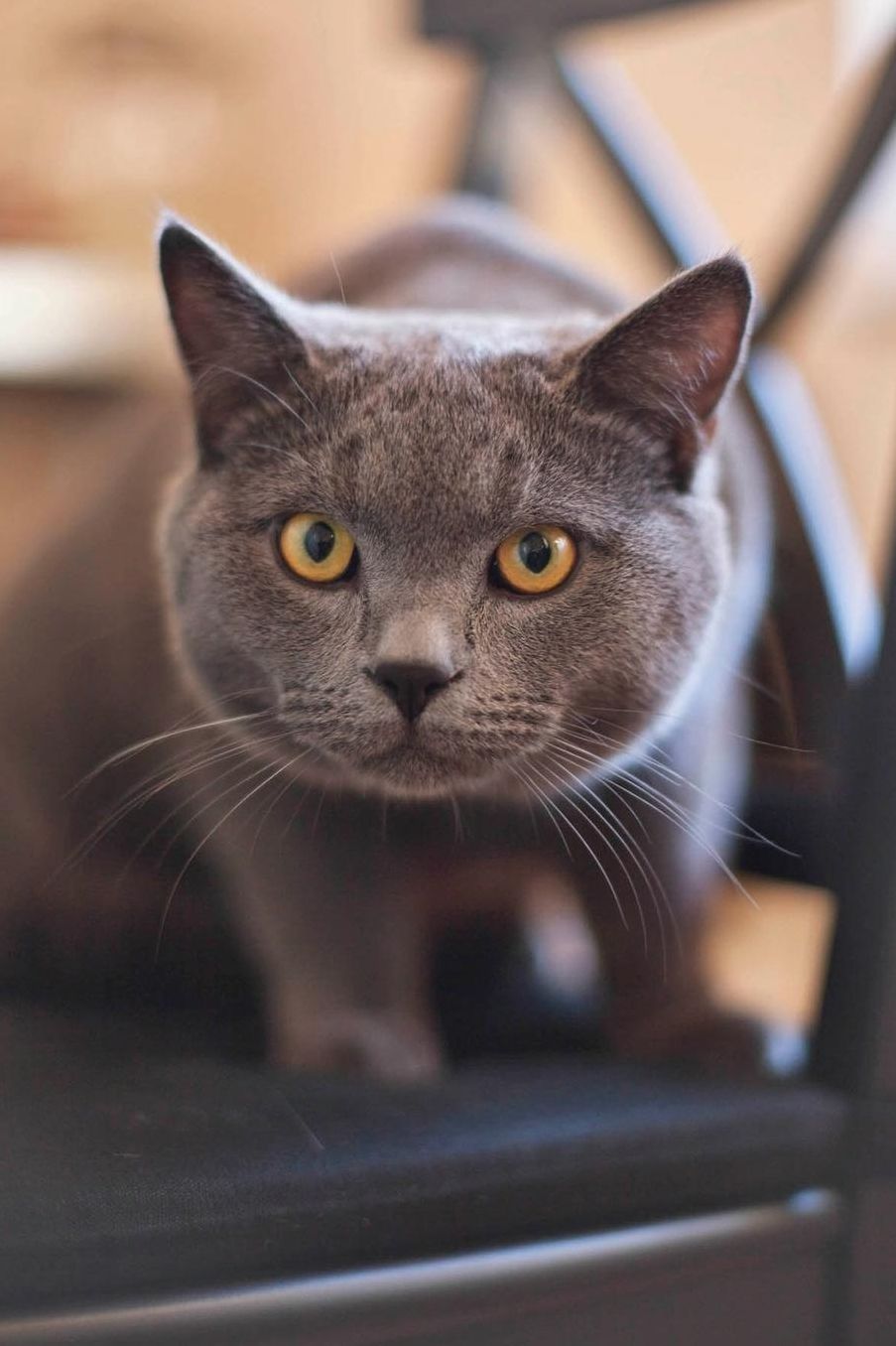 Notebook - Interested Cat