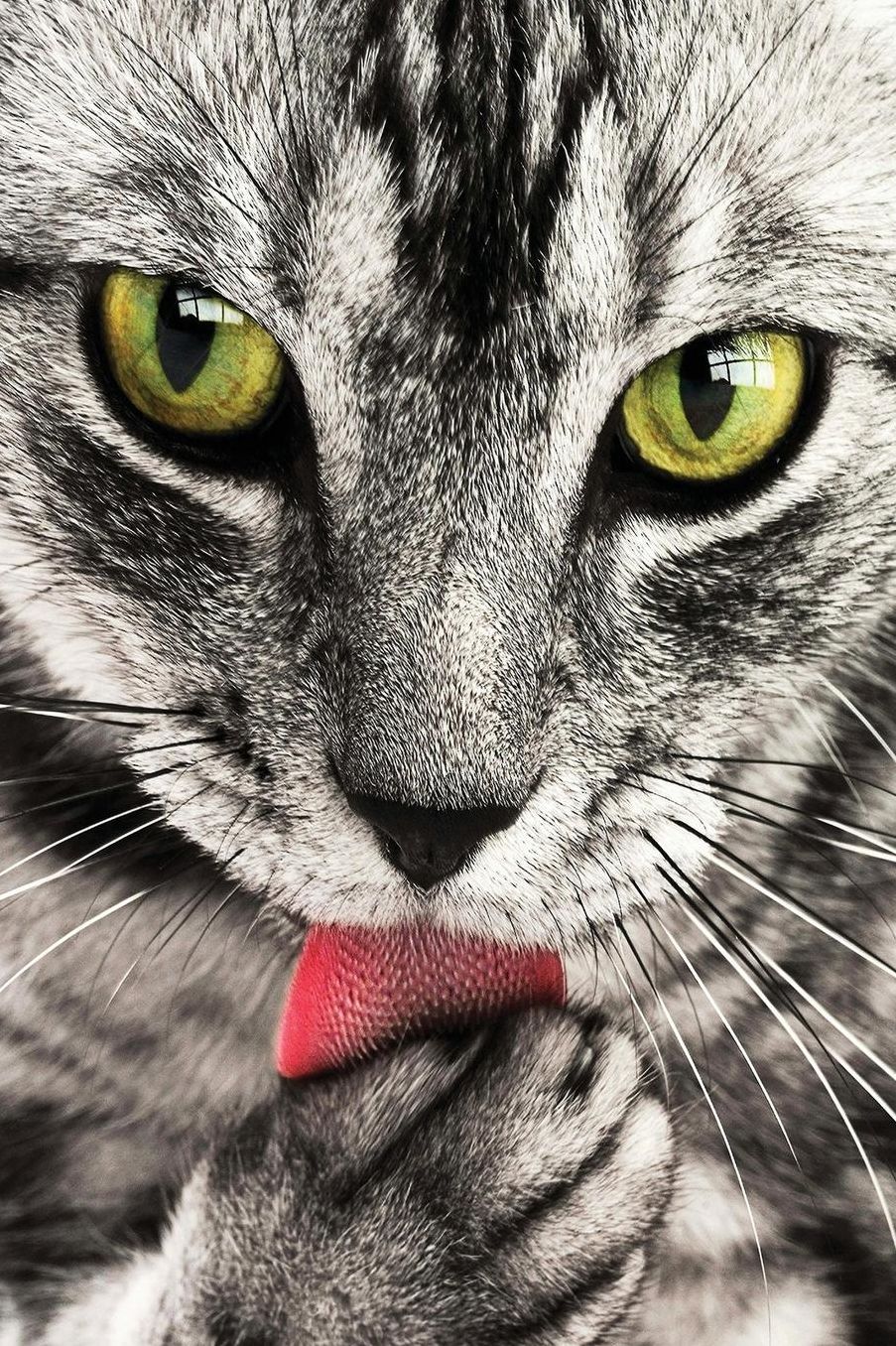 Notebook - Tabby Cat