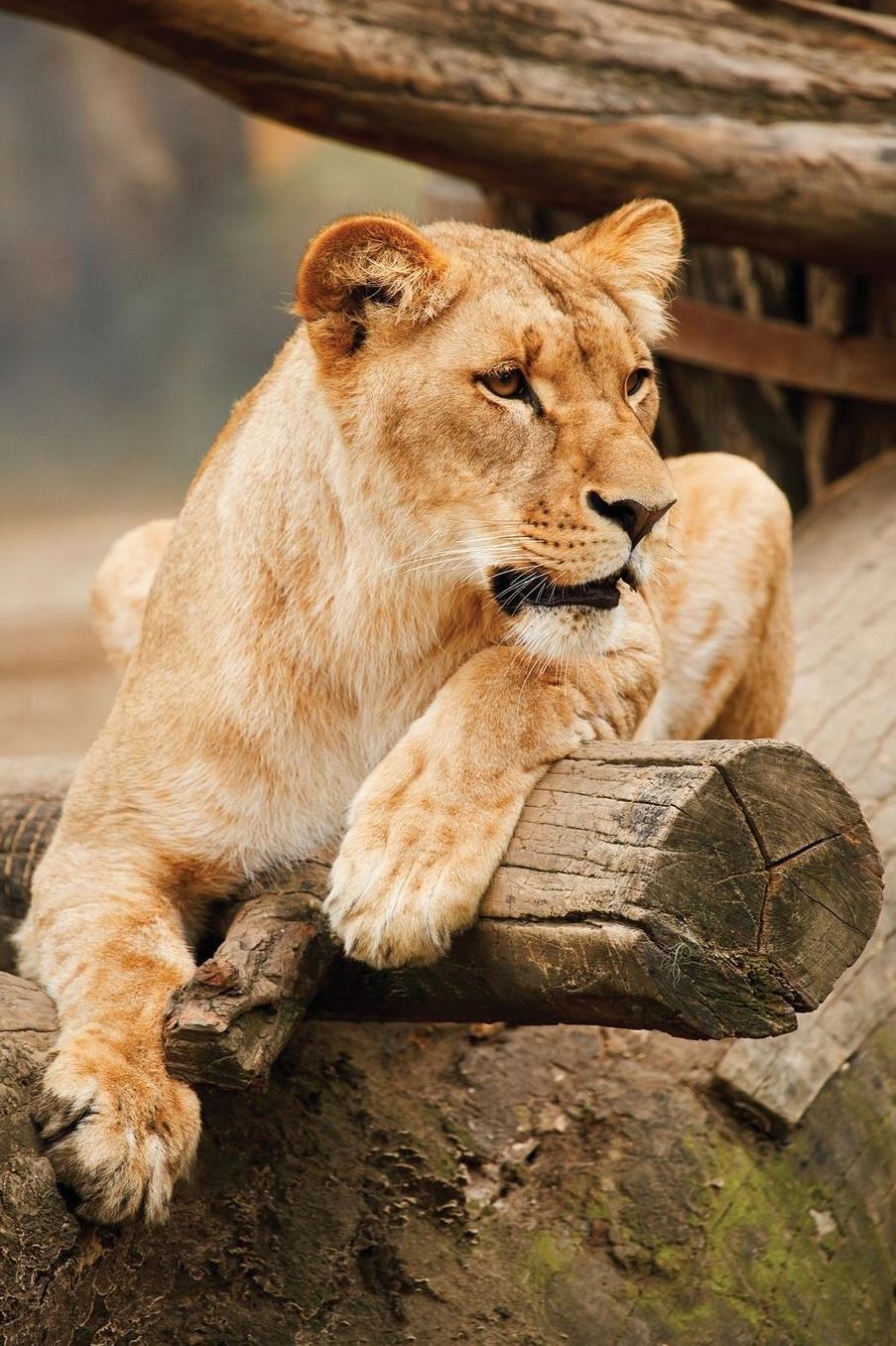 Big Cat Notebook - Lion
