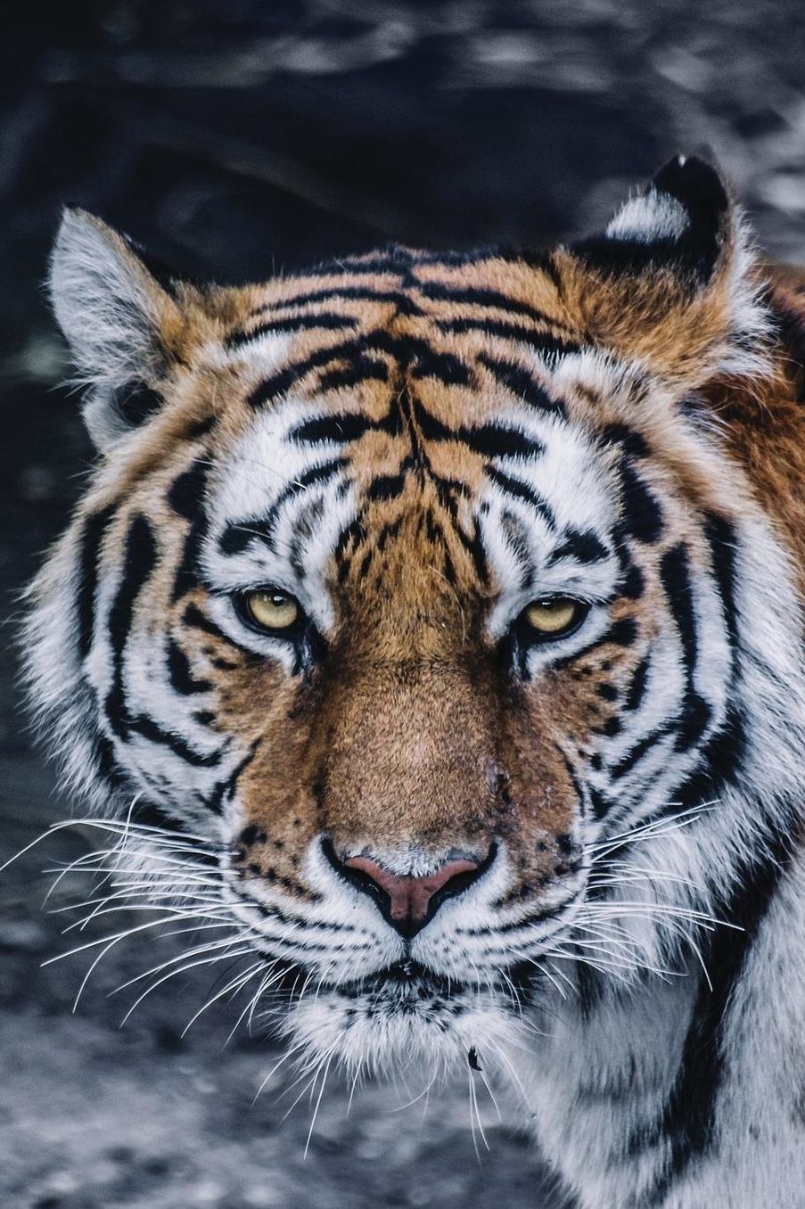 Notebook - Tiger