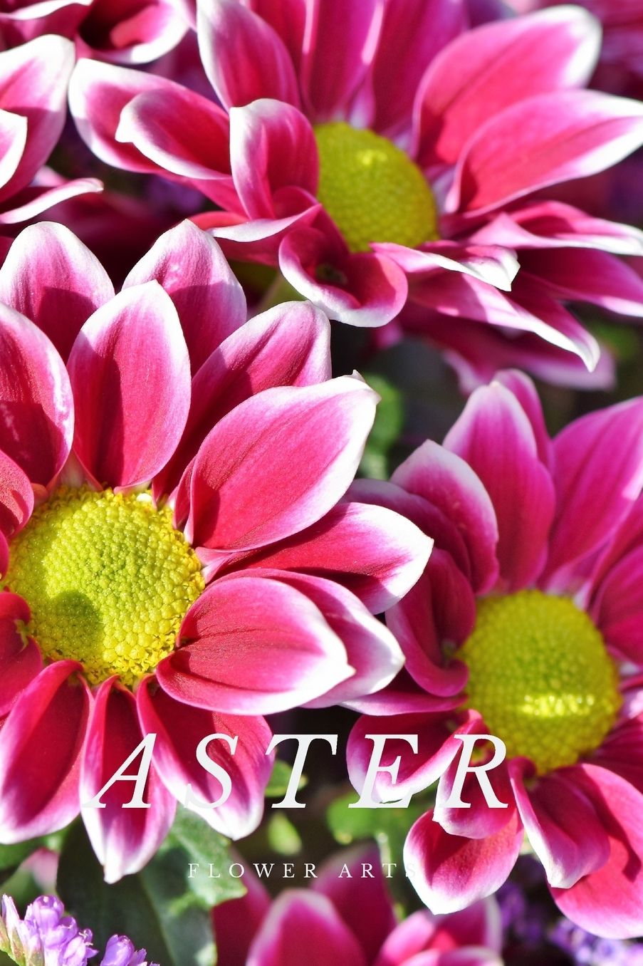 Aster: Flower Journal Notebook (110 Pages, 6'' x 9'')
