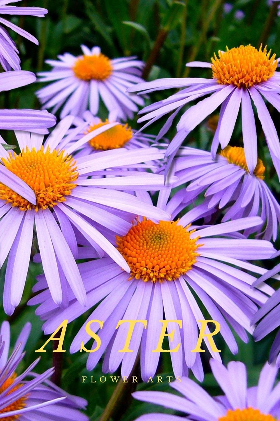 Aster: Flower Journal Notebook (110 Pages, 6'' x 9'')