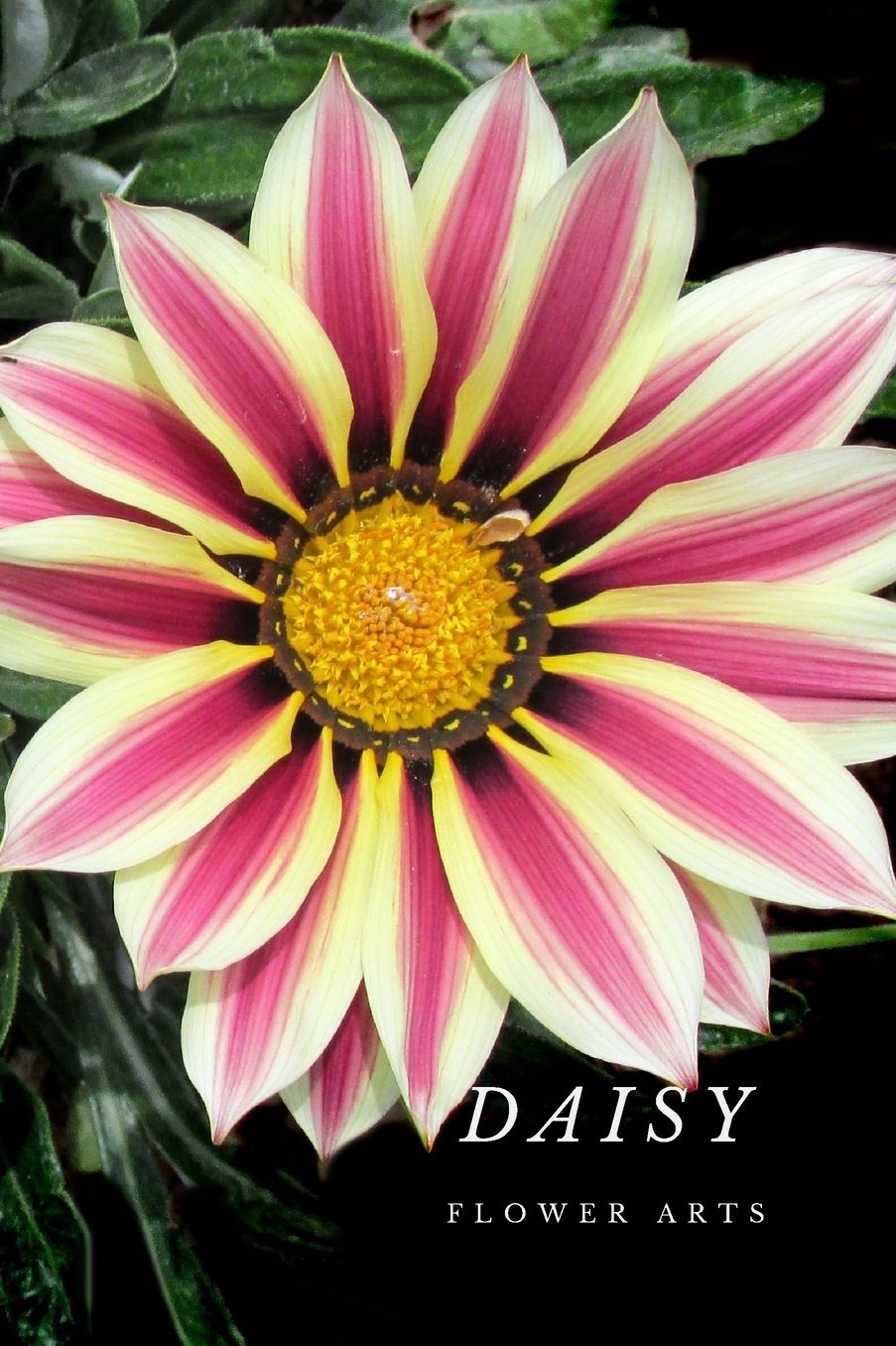 Daisy: Flower Journal Notebook (110 Pages, 6'' x 9'')