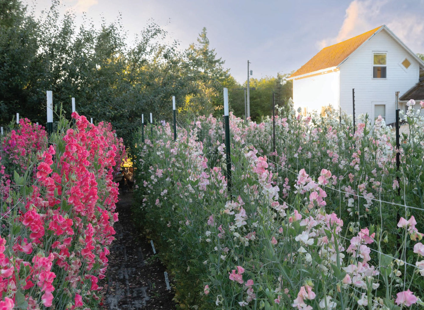 Sweet Pea School: Growing & Arranging the Garden's Most Romantic Blooms