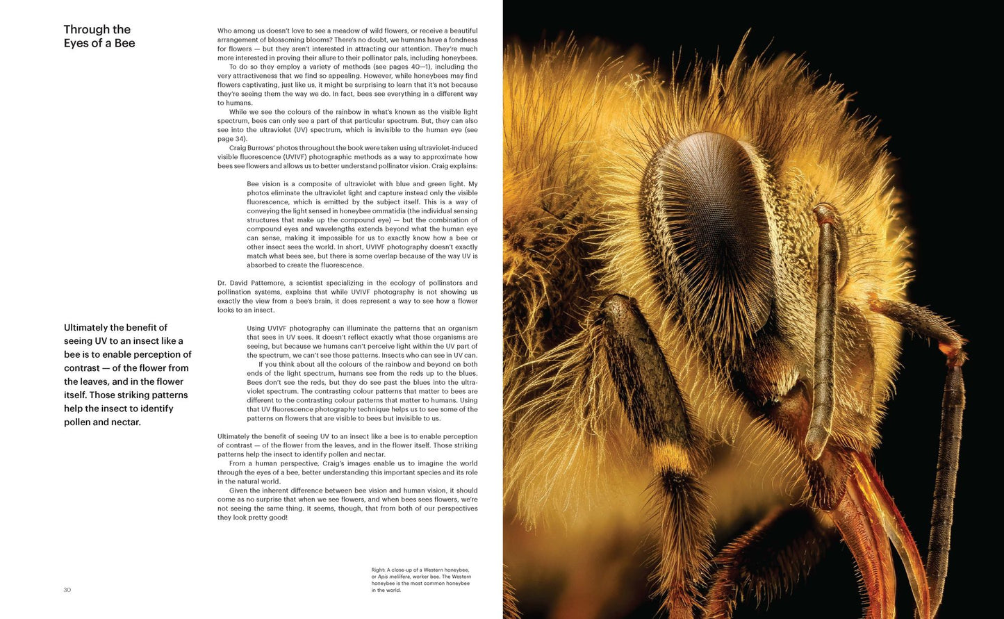 What the Bees See: A Honeybee's Eye View of the World