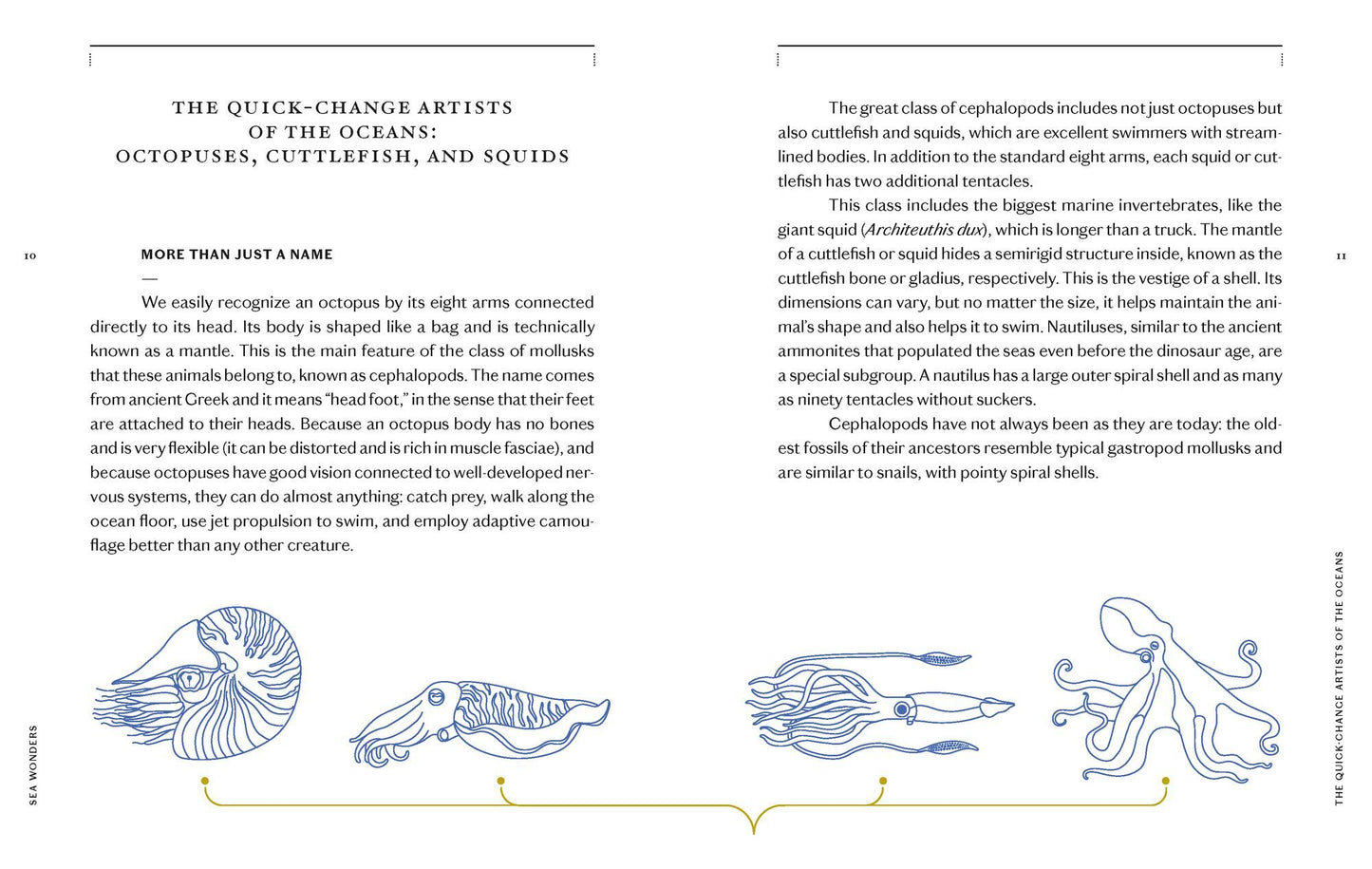 Sea Wonders: The Octopus, the Cuttlefish, and the Squid