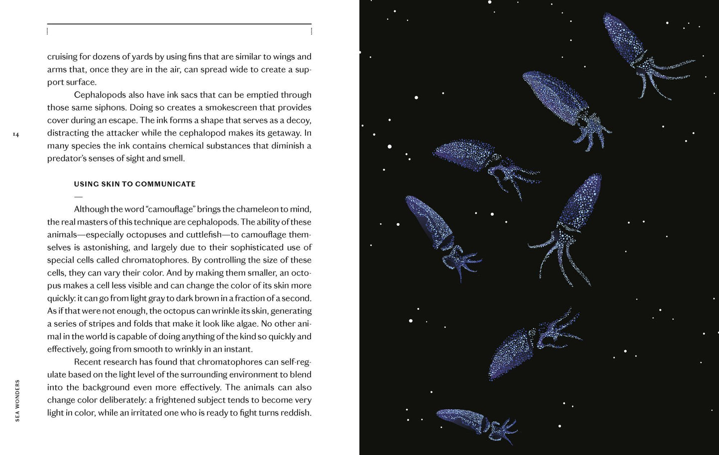 Sea Wonders: The Octopus, the Cuttlefish, and the Squid