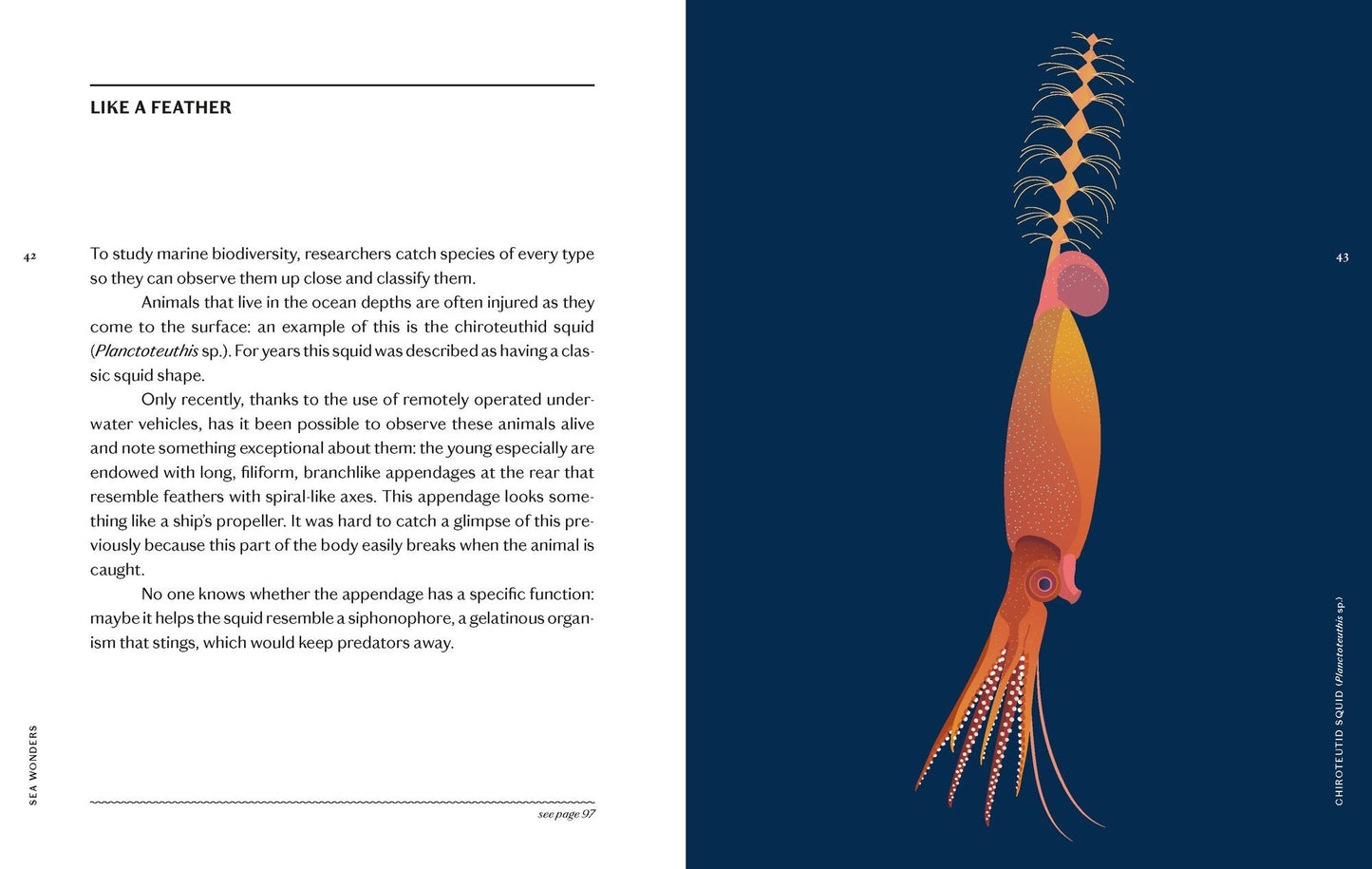 Sea Wonders: The Octopus, the Cuttlefish, and the Squid