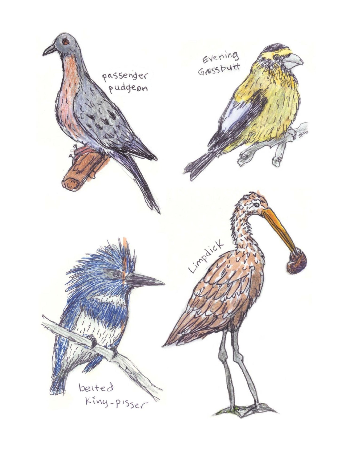 The Field Guide to Dumb Birds Sticker Book: 100+ Stickers of the Dumbest Birds
