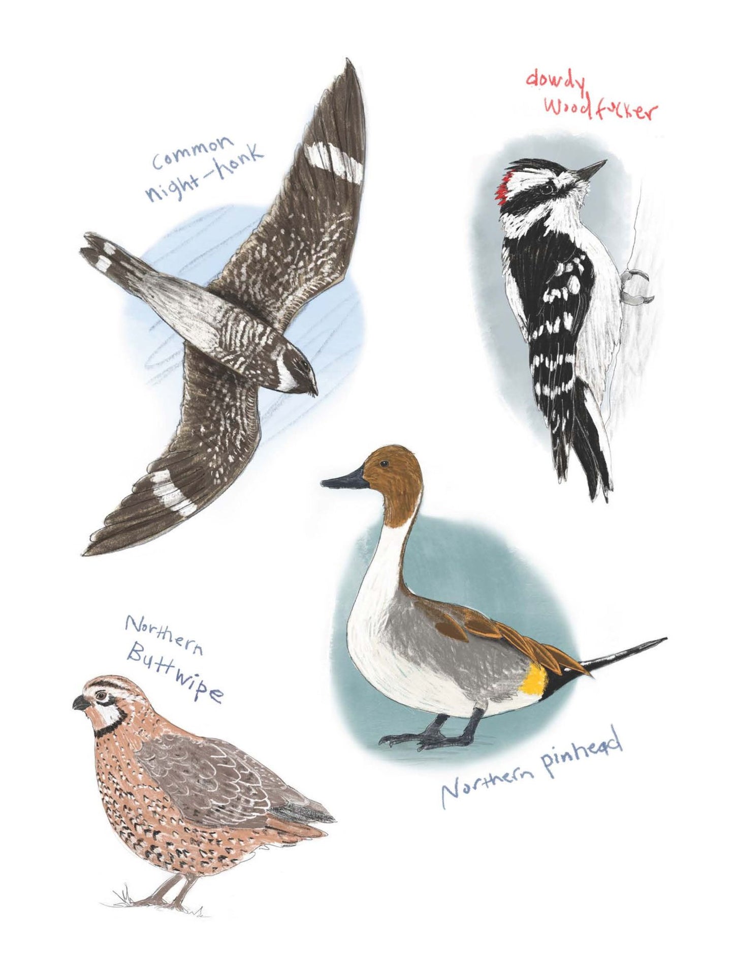 The Field Guide to Dumb Birds Sticker Book: 100+ Stickers of the Dumbest Birds