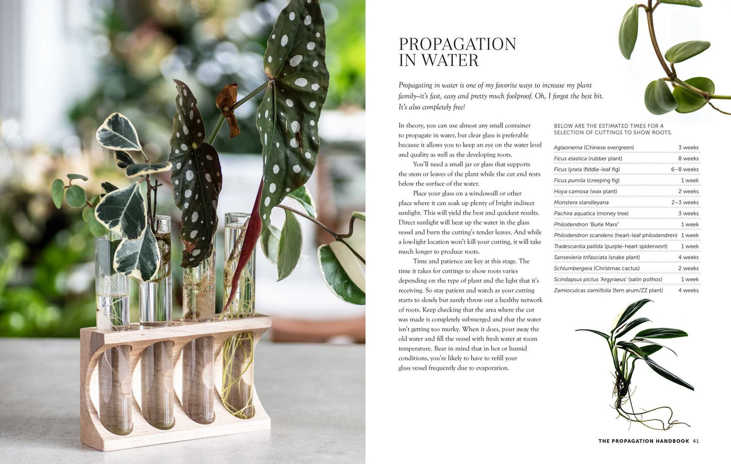 The Propagation Handbook: A guide to propagating houseplants