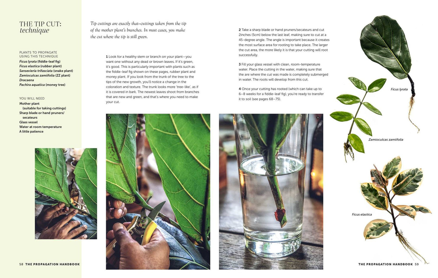 The Propagation Handbook: A guide to propagating houseplants