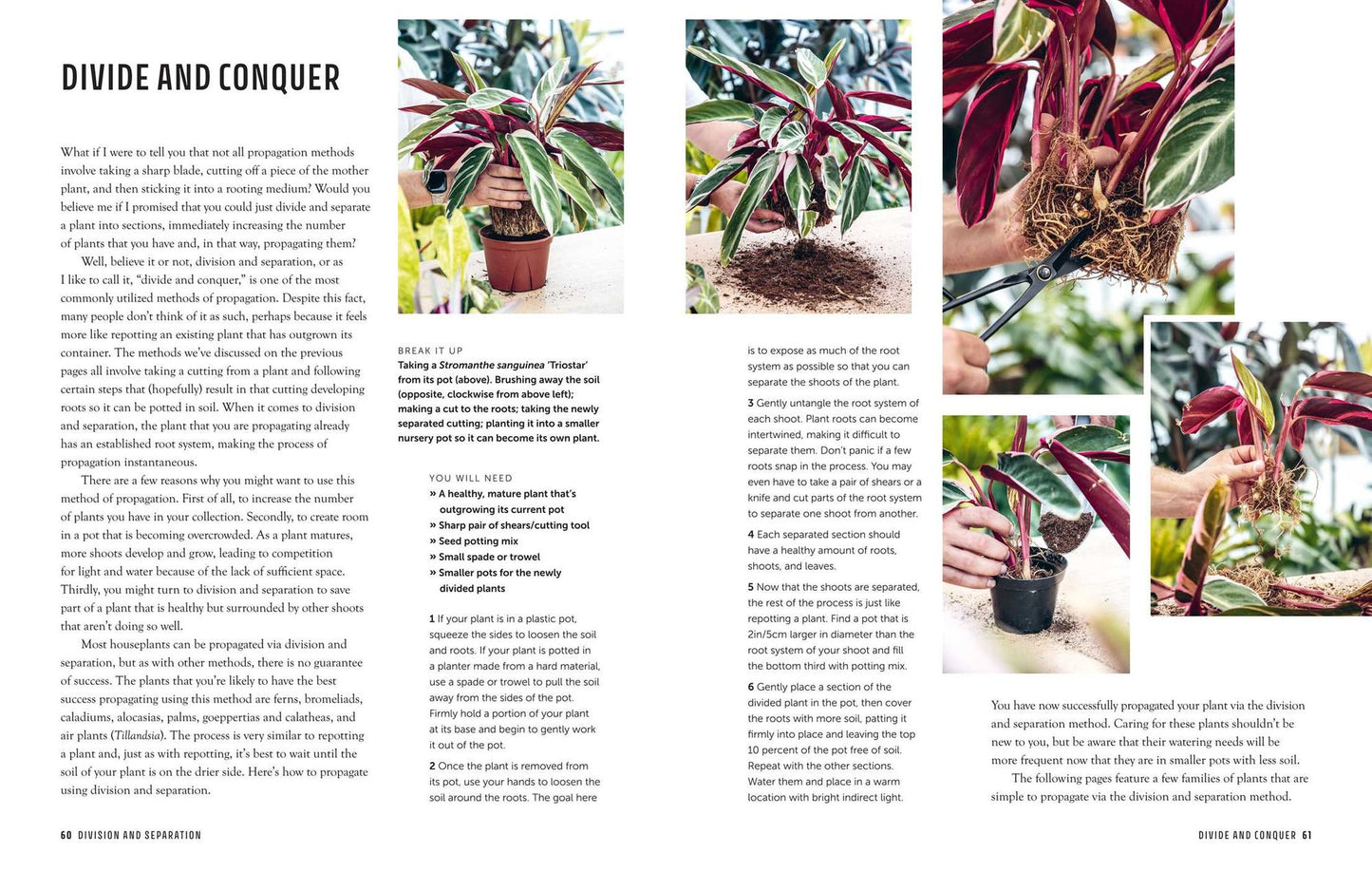The Propagation Handbook: A guide to propagating houseplants