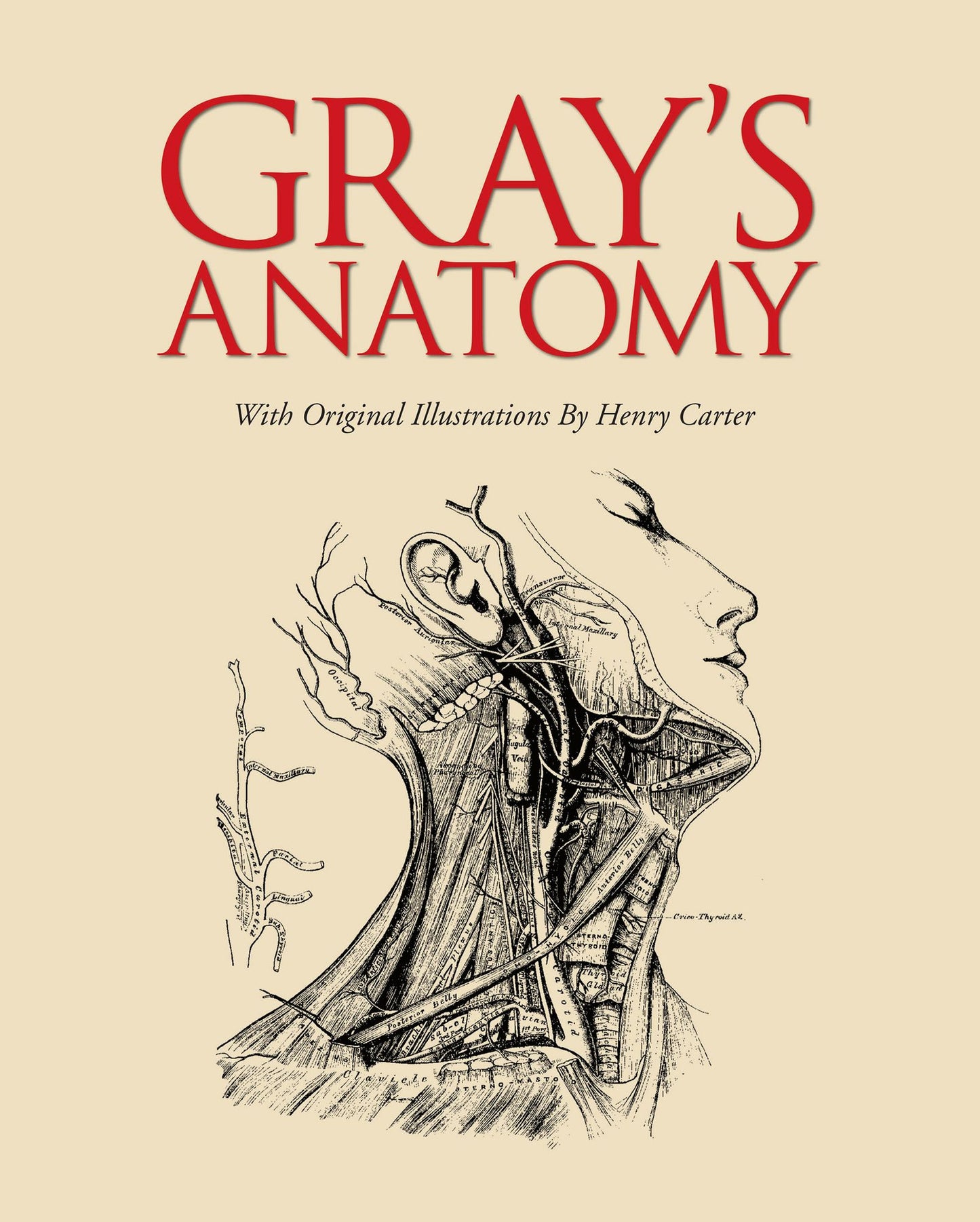 Gray's Anatomy