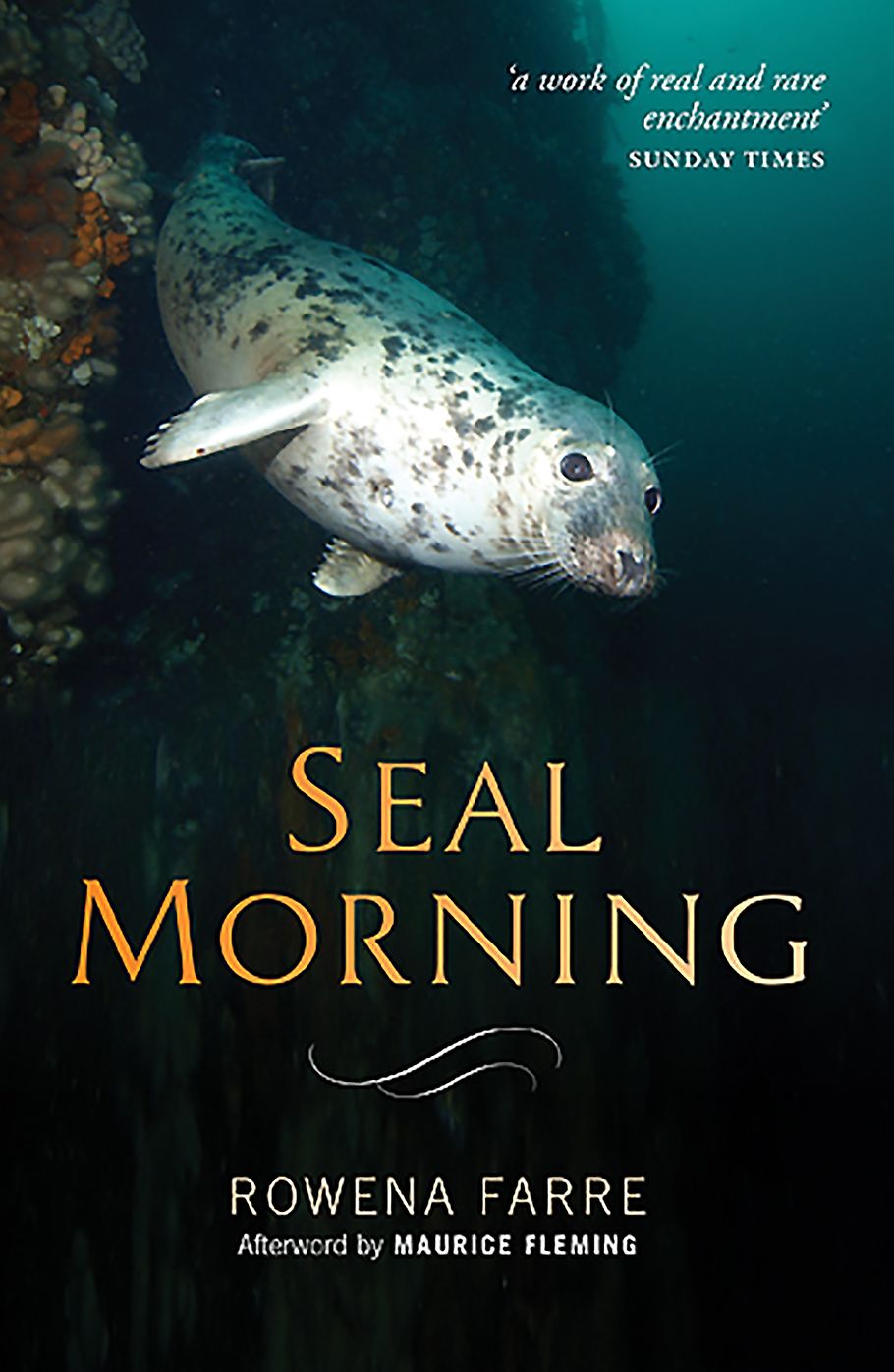 Seal Morning