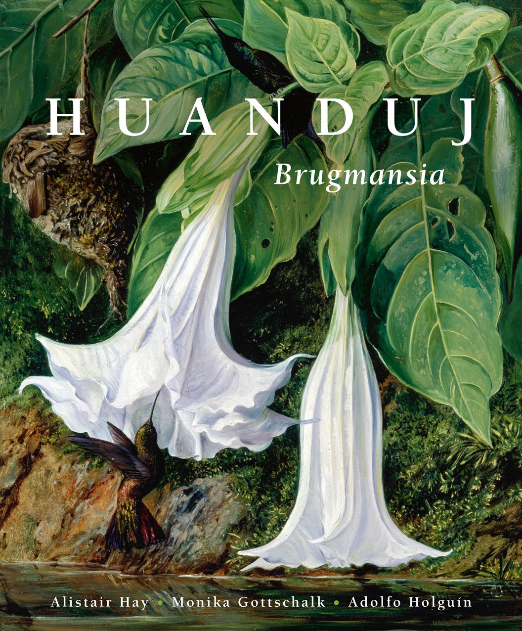 Huanduj: Brugmansia