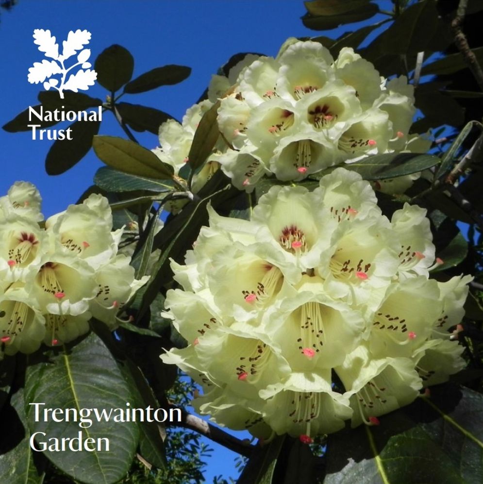 Trengwainton Garden: National Trust Guidebook