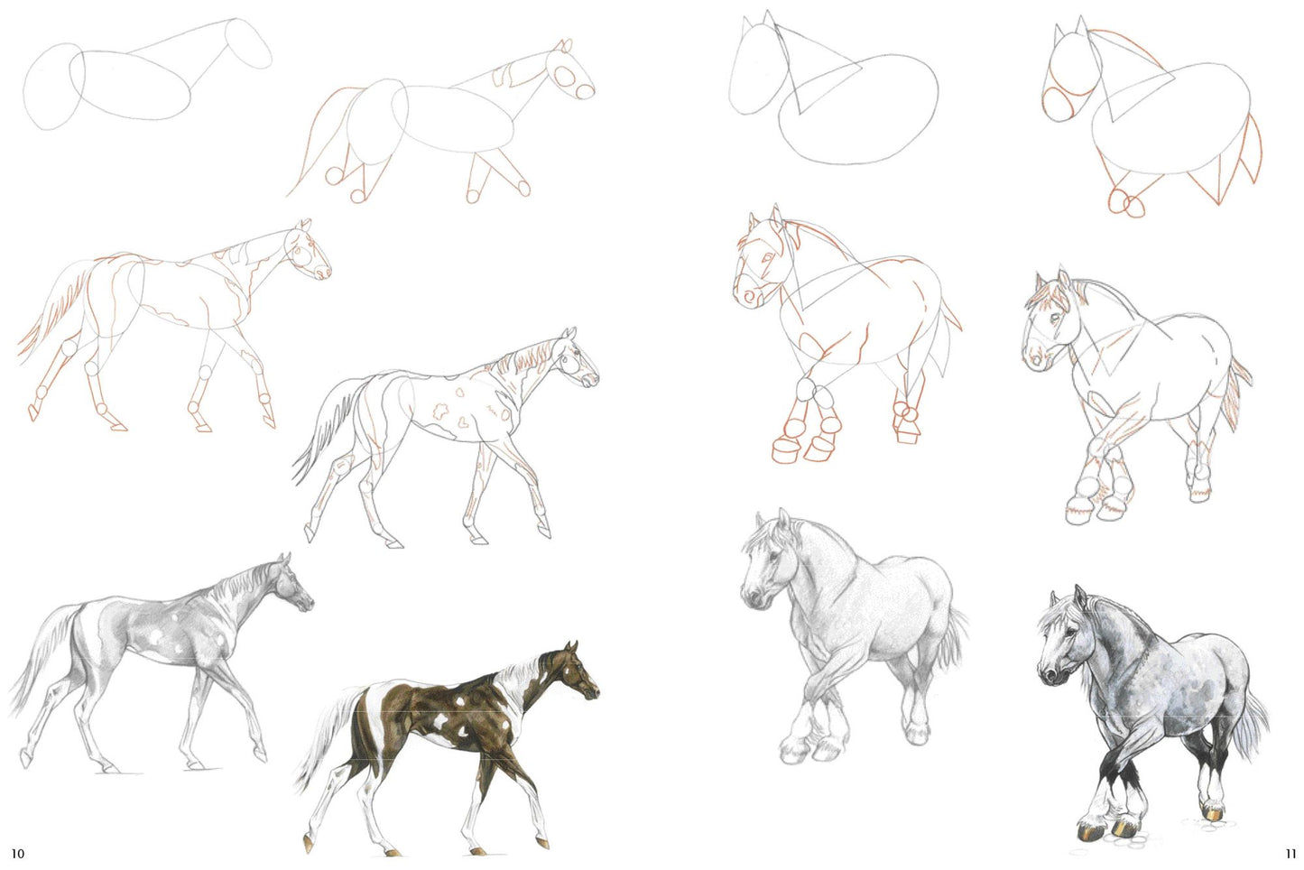 How to Draw Horses in Simple Steps