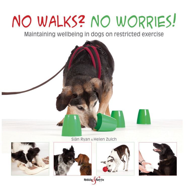 No walks? No worries!: Maintaining wellbeing in dogs on restricted exercise
