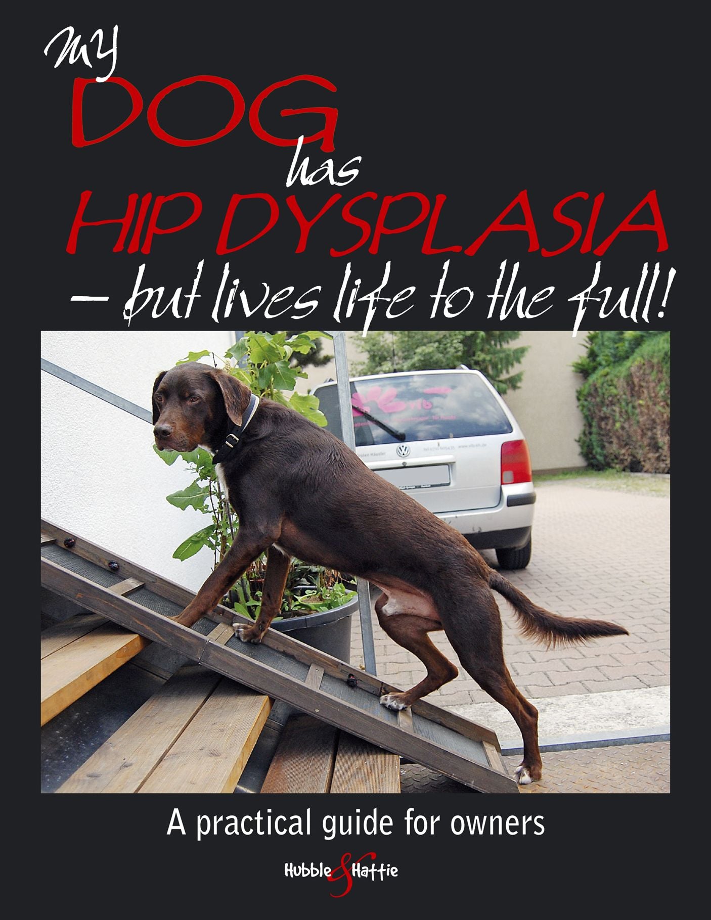 My dog has hip dysplasia: but lives life to the full!