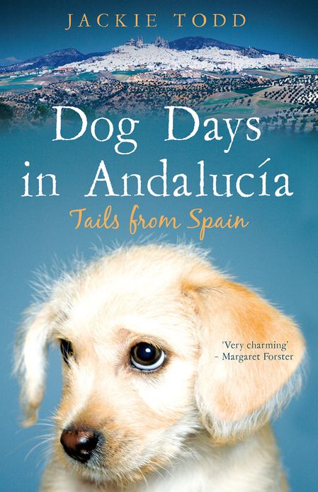 Dog Days in Andalucía: Tails from Spain