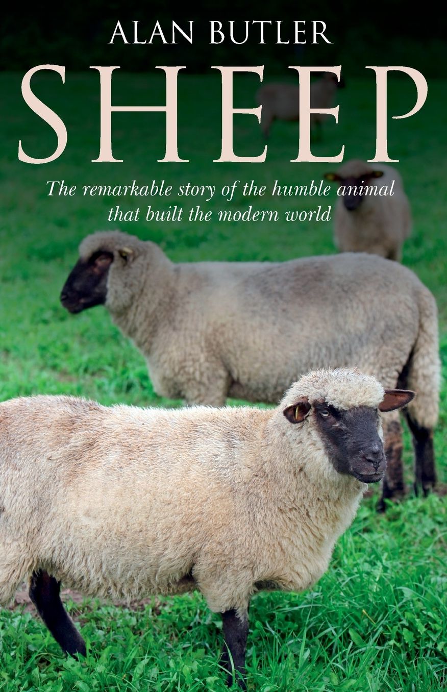 Sheep