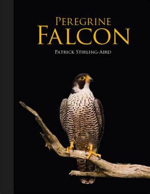 Peregrine Falcon. Patrick Stirling-Aird
