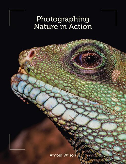 Photographing Nature in Action