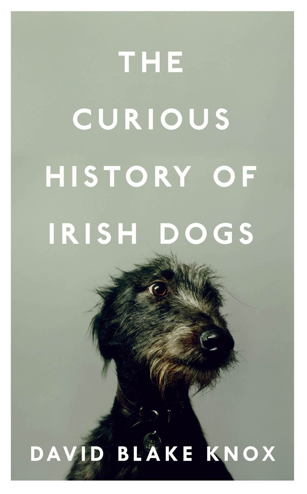 The Curious History of Irish Dogs