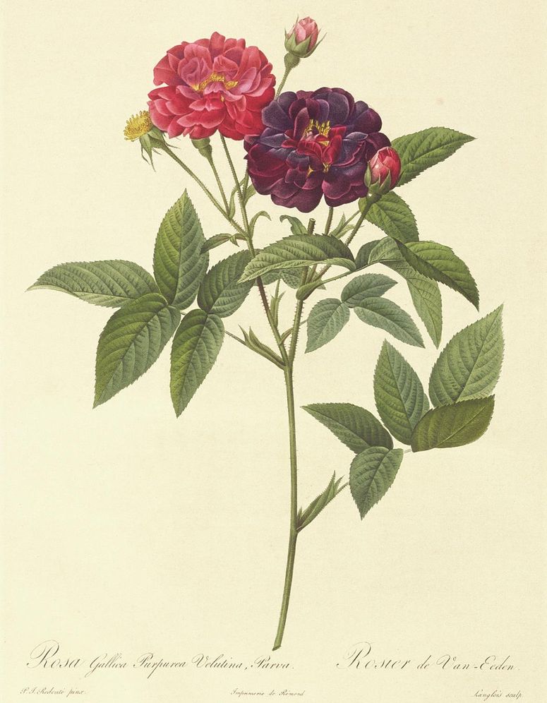 The Rose