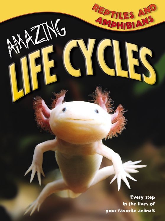 Reptiles & Amphibians