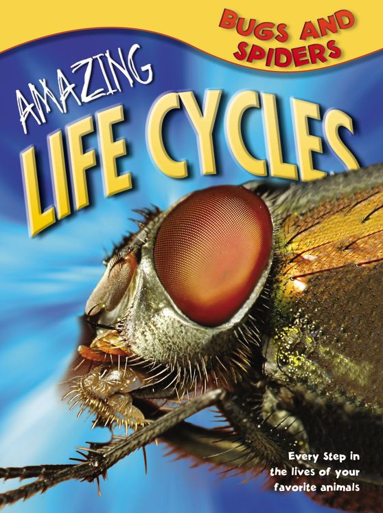 Bugs & Spiders